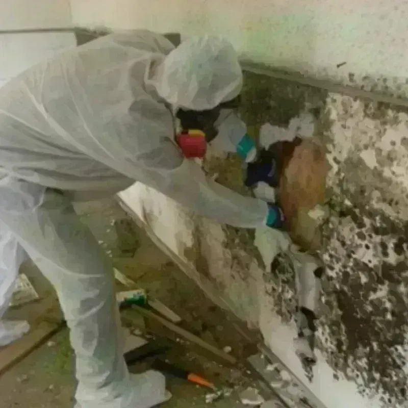 Mold Remediation and Removal in Cobb County, GA